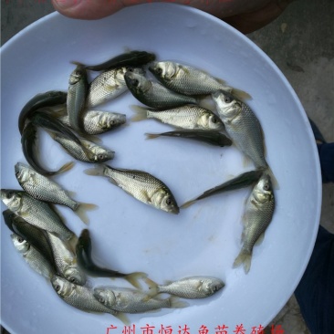 建鲤鱼苗