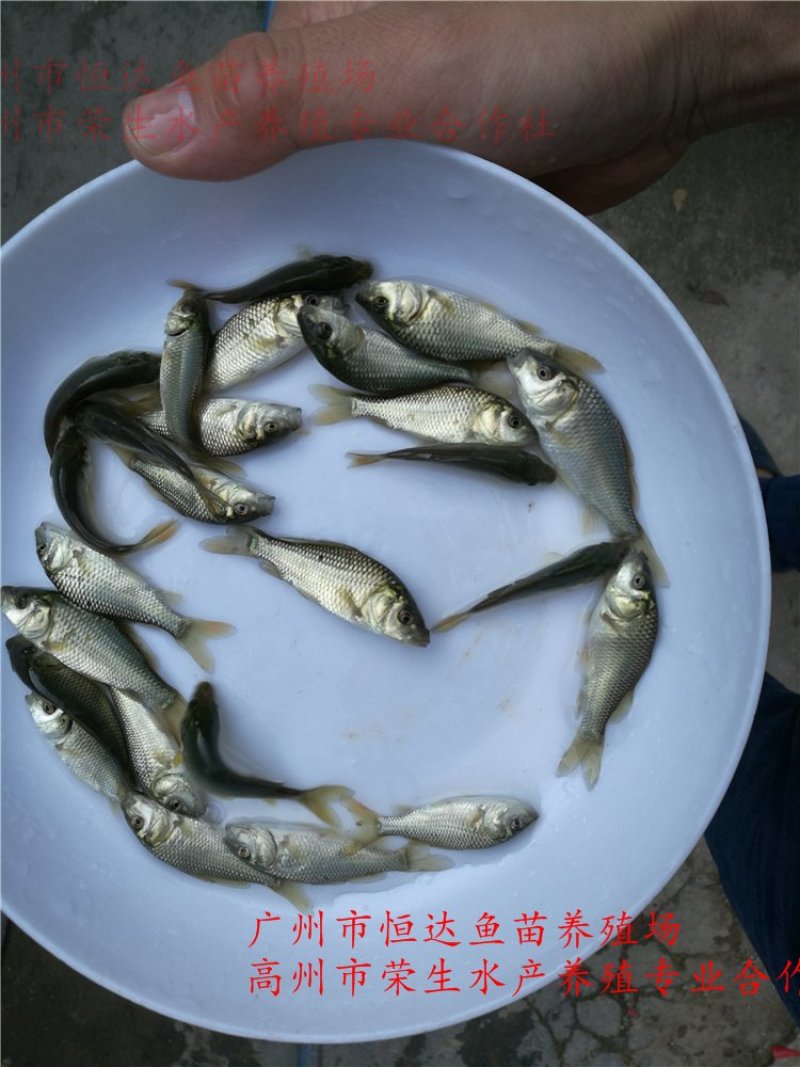 建鲤鱼苗