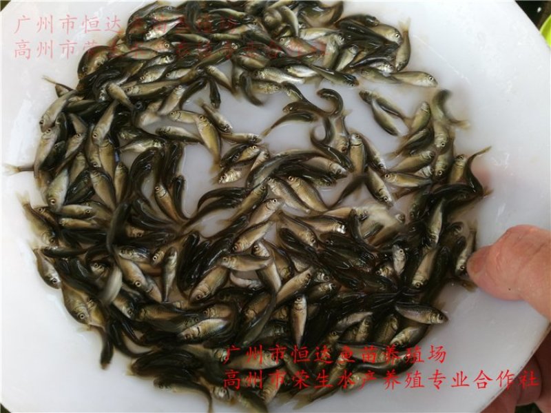 建鲤鱼苗