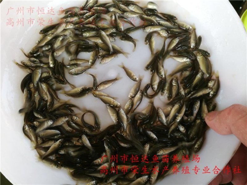 建鲤鱼苗