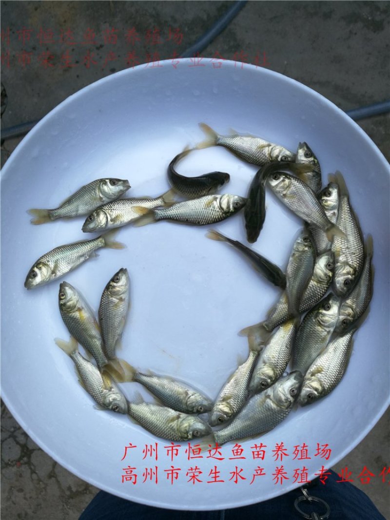 建鲤鱼苗