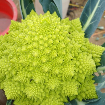 宝塔菜