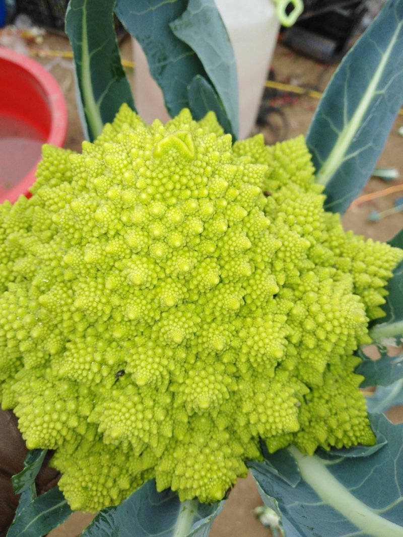 宝塔菜