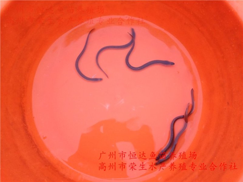 鳗鱼苗