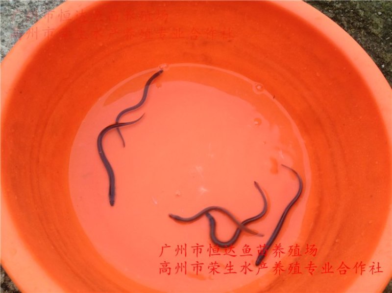 鳗鱼苗