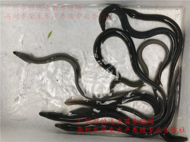 鳗鱼苗