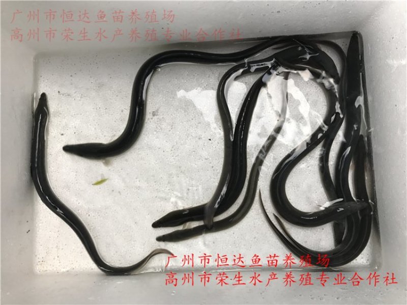 鳗鱼苗