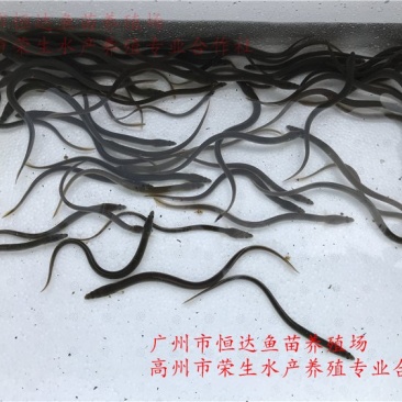 鳗鱼苗