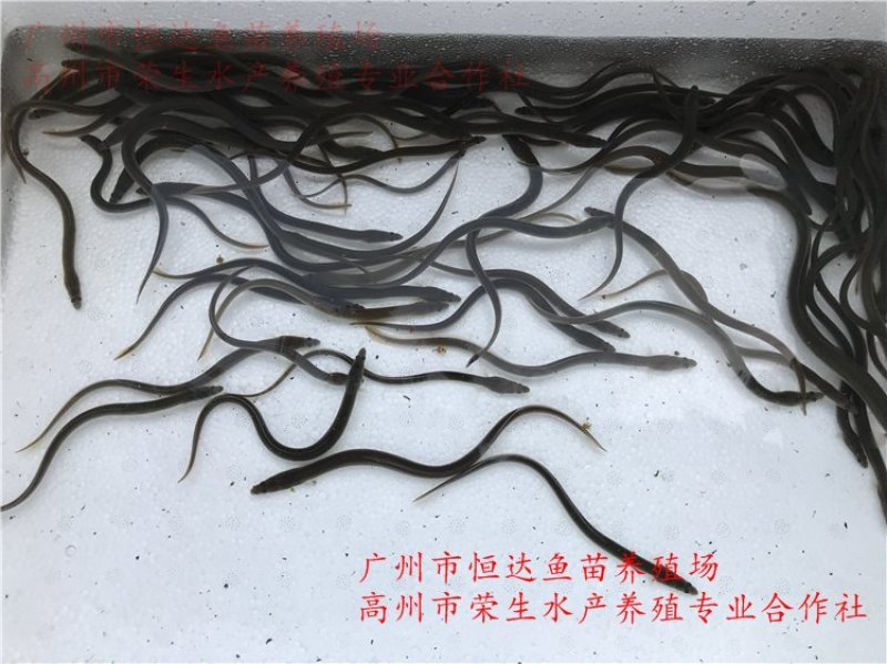 鳗鱼苗