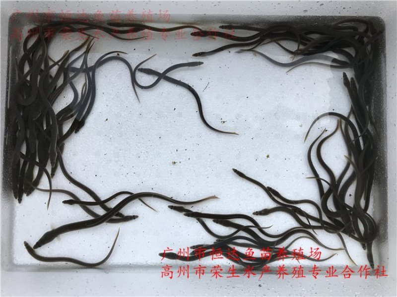 鳗鱼苗