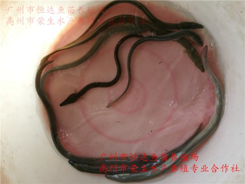 鳗鱼苗