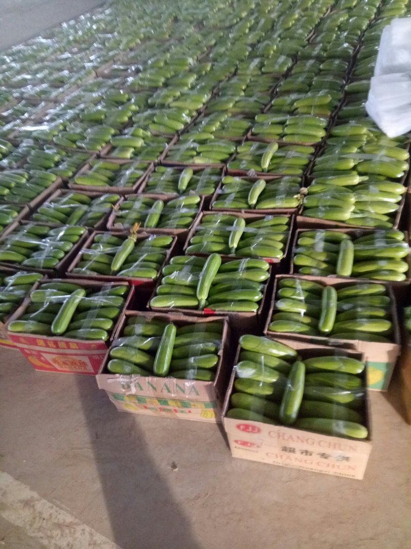 精品绿皮西葫芦，四两以上，瓜条直，颜色绿欢迎咨询
