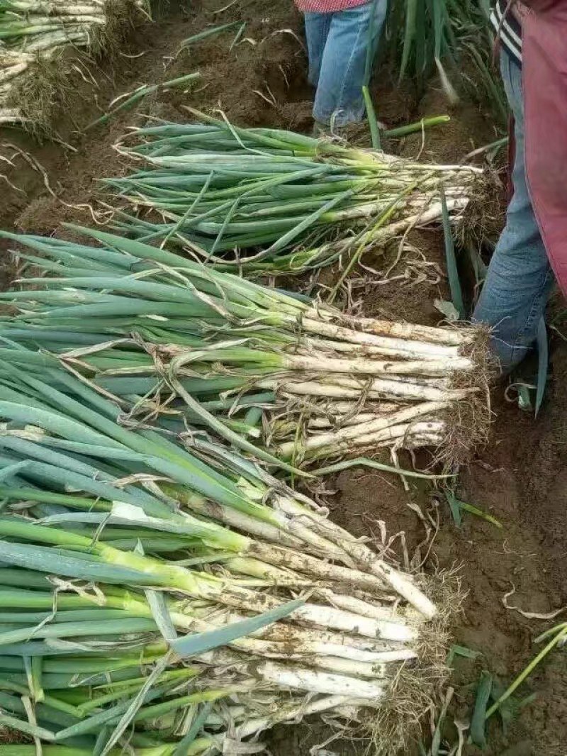 山东滕州铁杆钢葱货源充足！质量很好！价格便宜