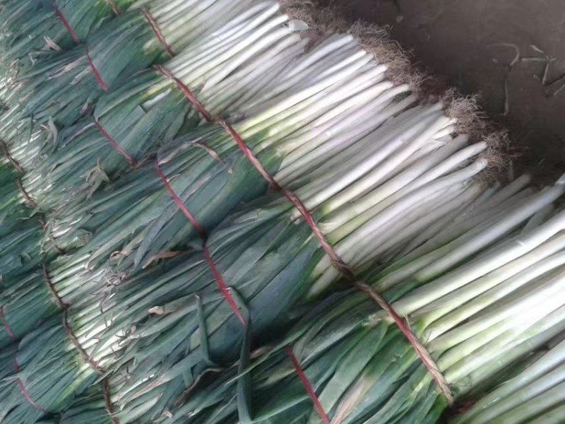 山东滕州铁杆钢葱货源充足！质量很好！价格便宜