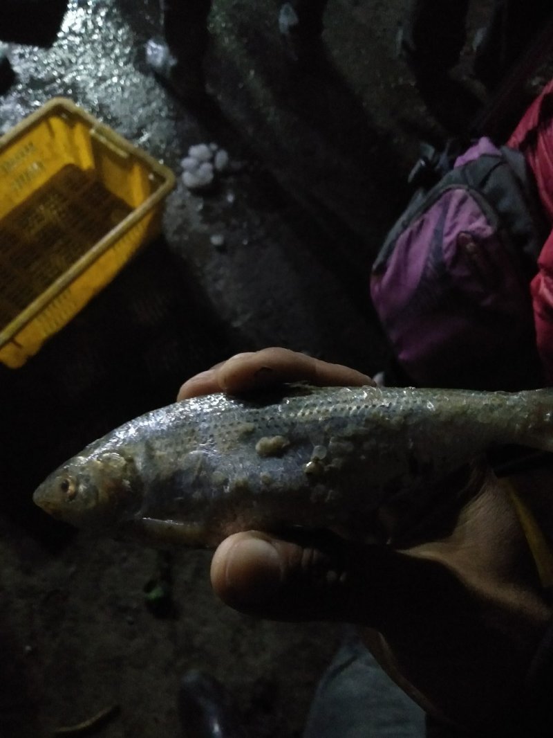 鲜的海鲫鱼(气泡鱼)大量出售有需要的联系！！！