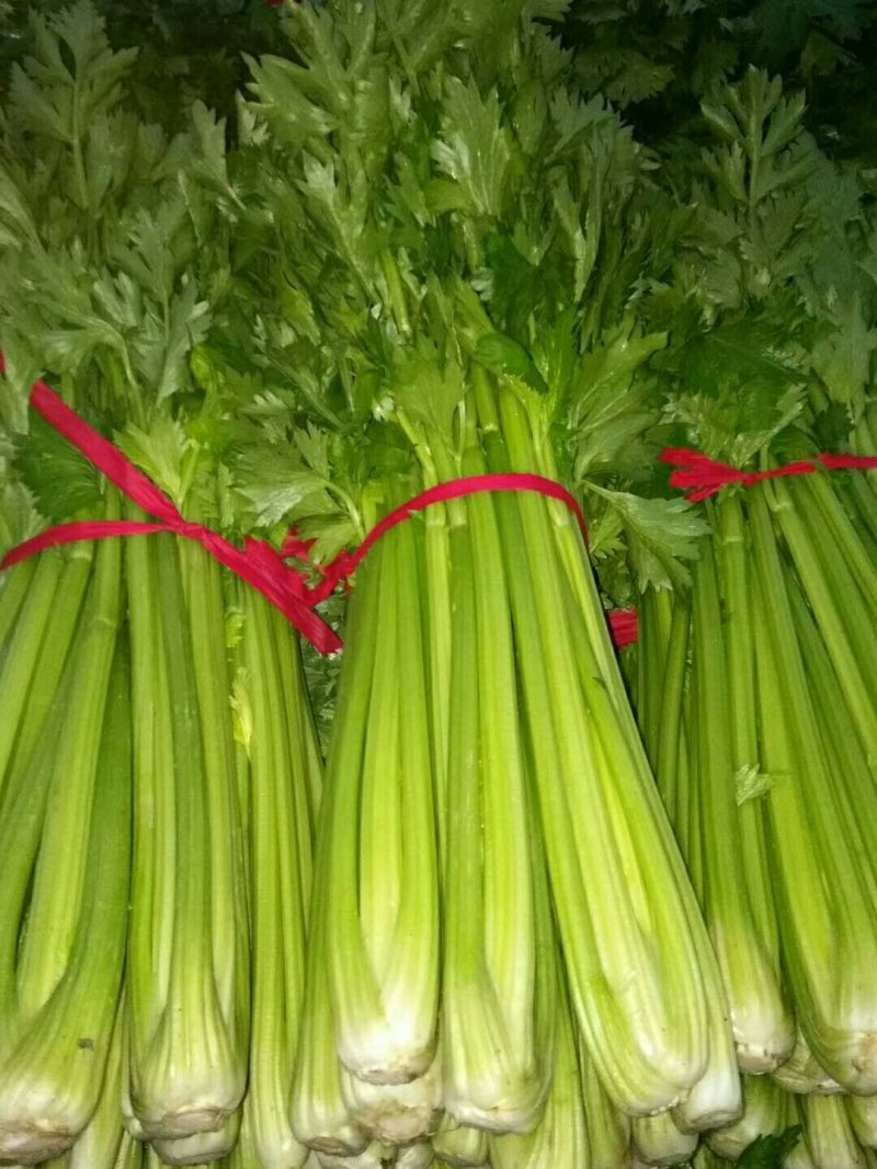 河南开封通许芹菜，不冲水，产地直销万亩基地，量大从优，欢