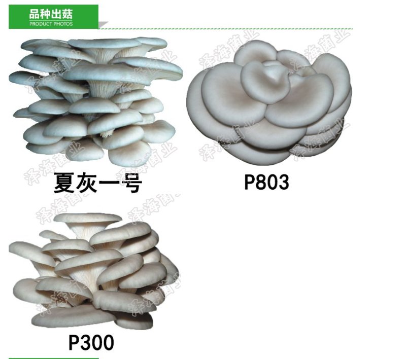 平菇栽培种三级种