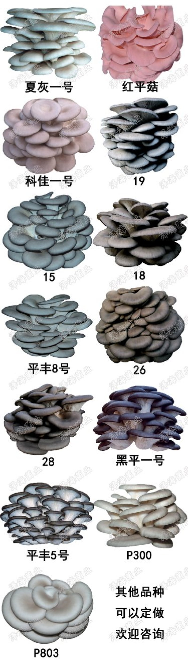 平菇栽培种三级种