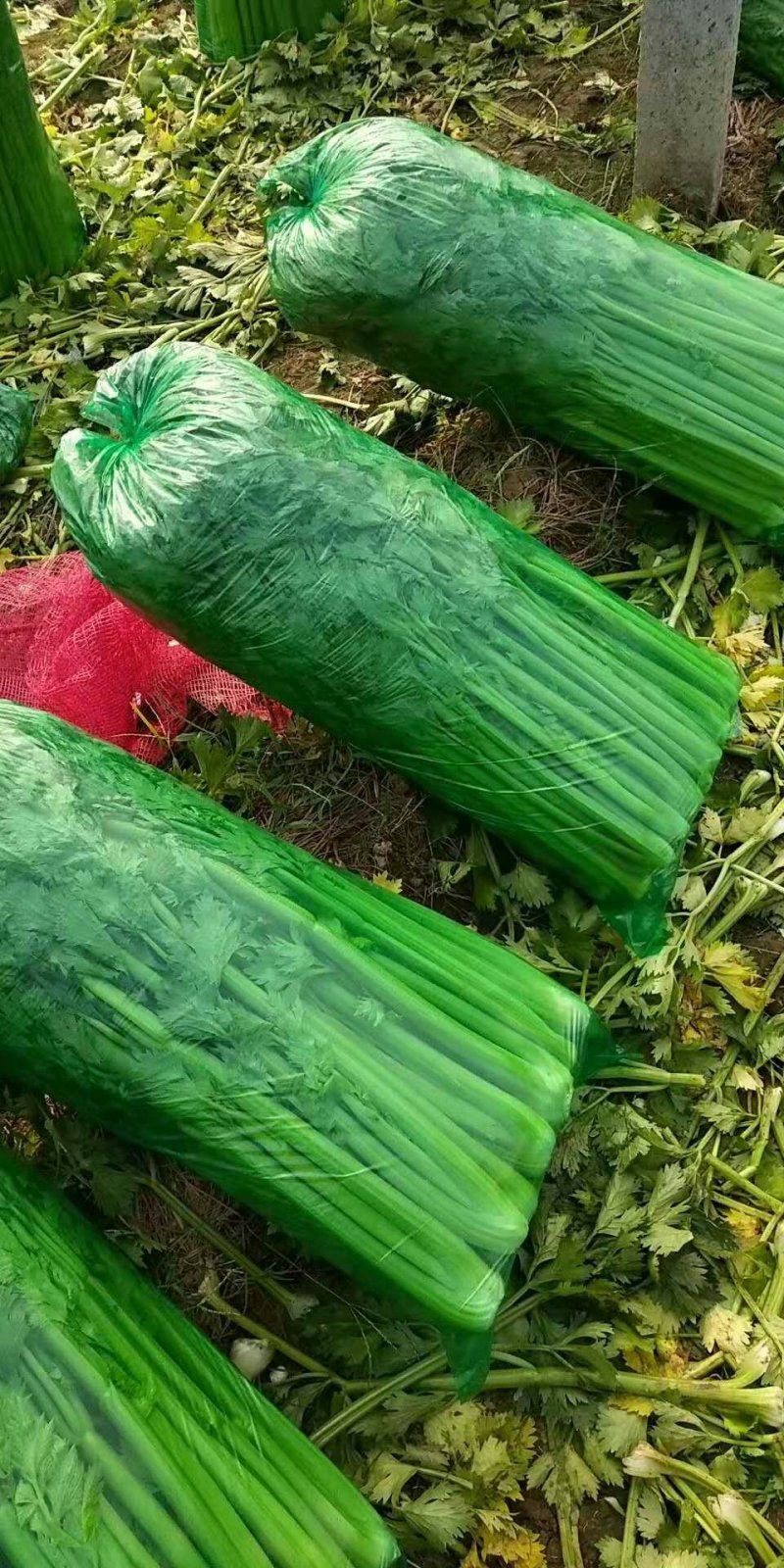 金乡芹菜大量上市散装袋装箱装都可以
