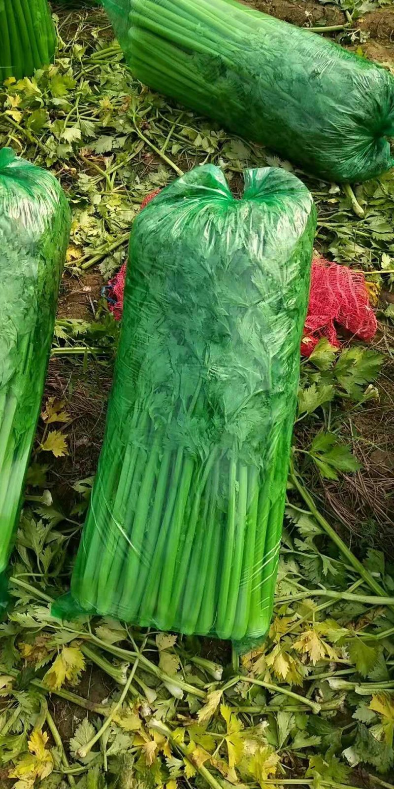 金乡芹菜大量上市散装袋装箱装都可以