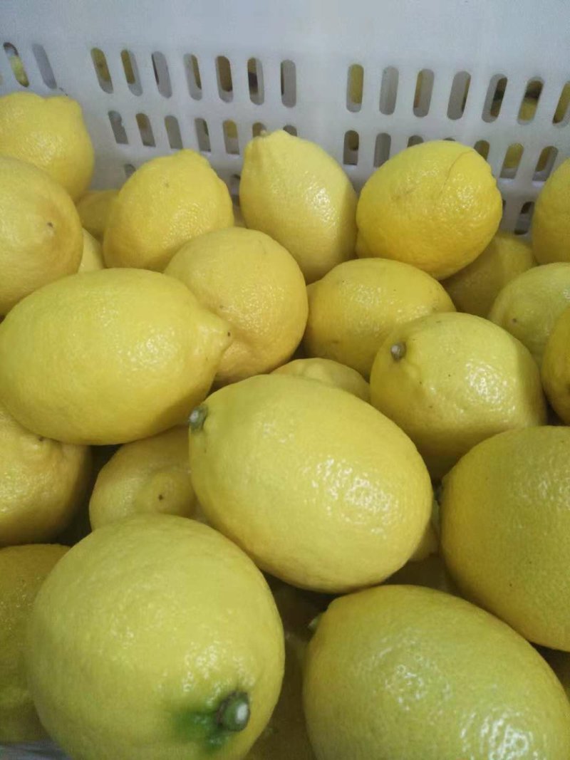 安岳尤力克柠檬