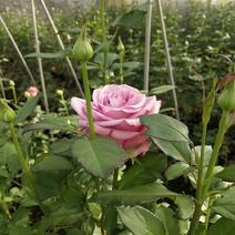 昆明供应玫瑰月季花苗微型月季小盆花质量好价格