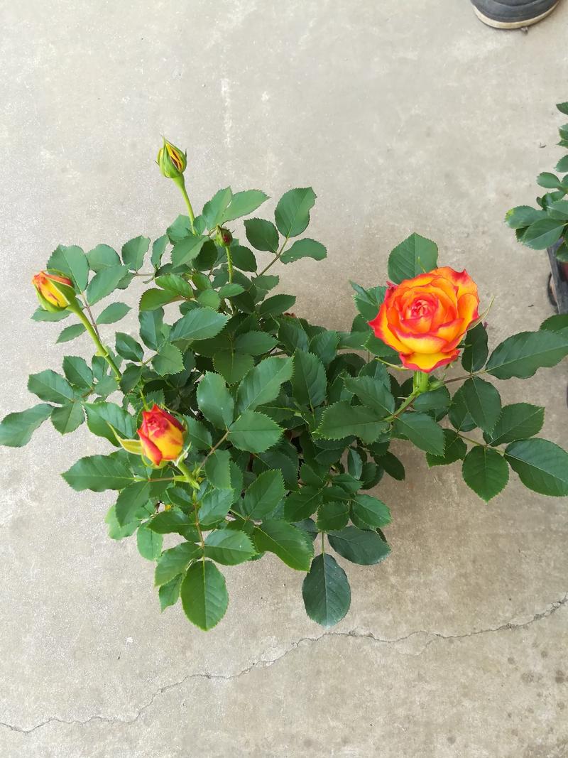 昆明供应玫瑰月季花苗微型月季小盆花质量好价格优惠