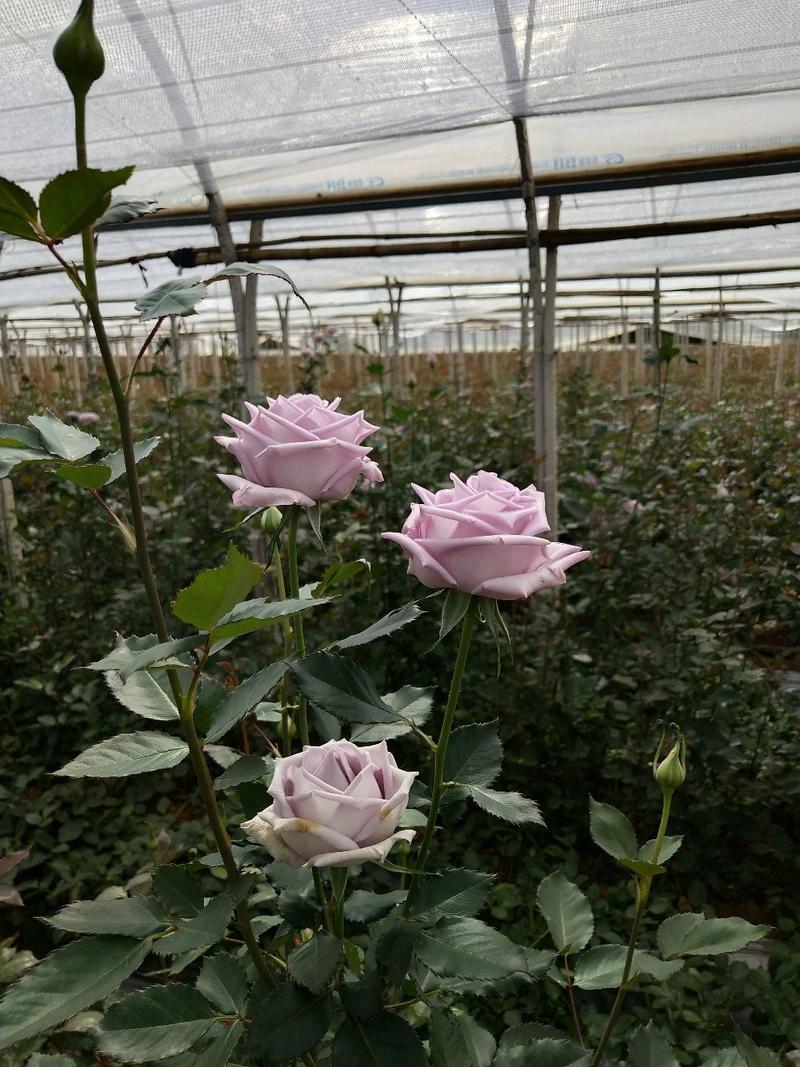 昆明供应玫瑰月季花苗微型月季小盆花质量好价格优惠