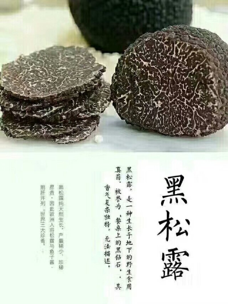 野生黑松露