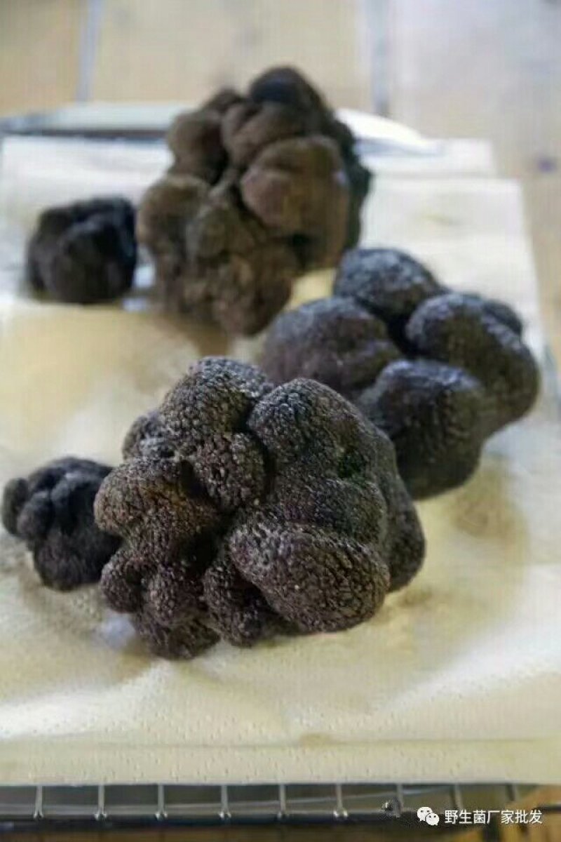 野生黑松露