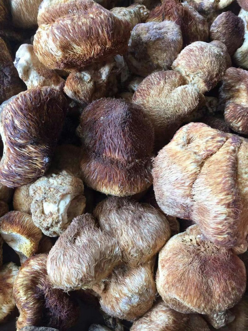 野生猴🐵头菇