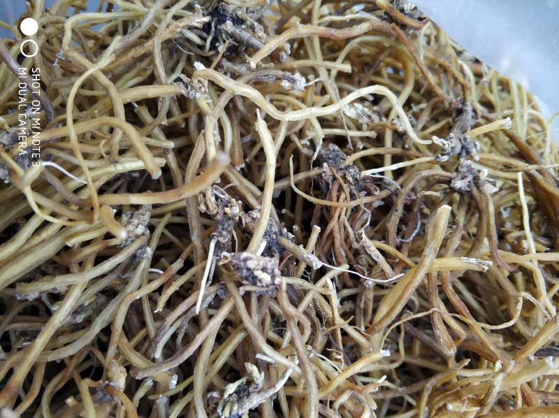 贵州百里杜鹃中药材土特产野生龙胆草金龙胆根