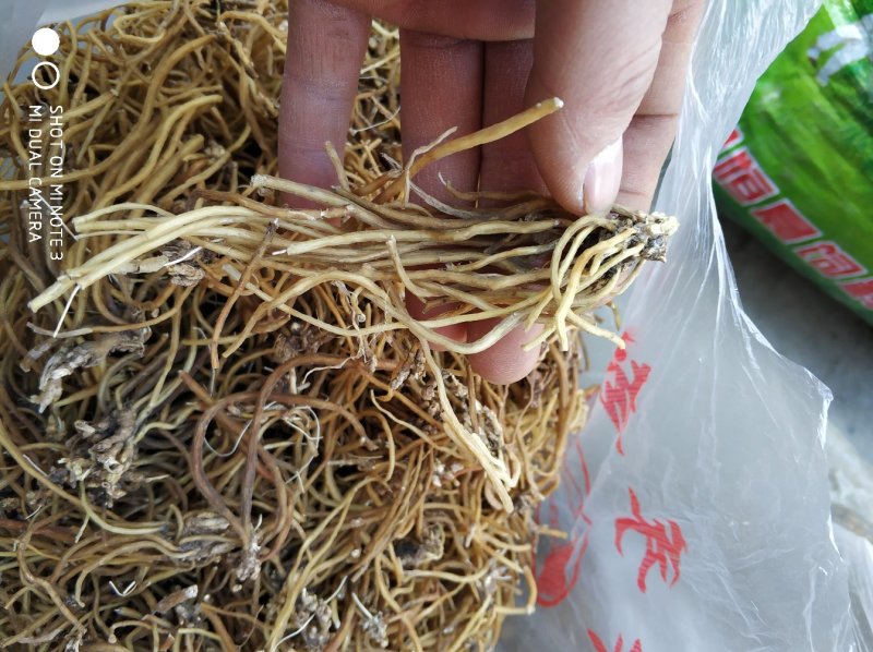 贵州百里杜鹃中药材土特产野生龙胆草金龙胆根