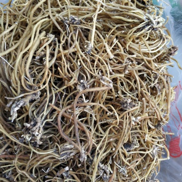 贵州百里杜鹃中药材土特产野生龙胆草金龙胆根