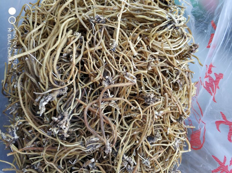 贵州百里杜鹃中药材土特产野生龙胆草金龙胆根