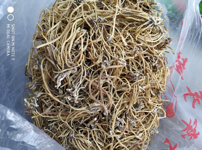 贵州百里杜鹃中药材土特产野生龙胆草金龙胆根