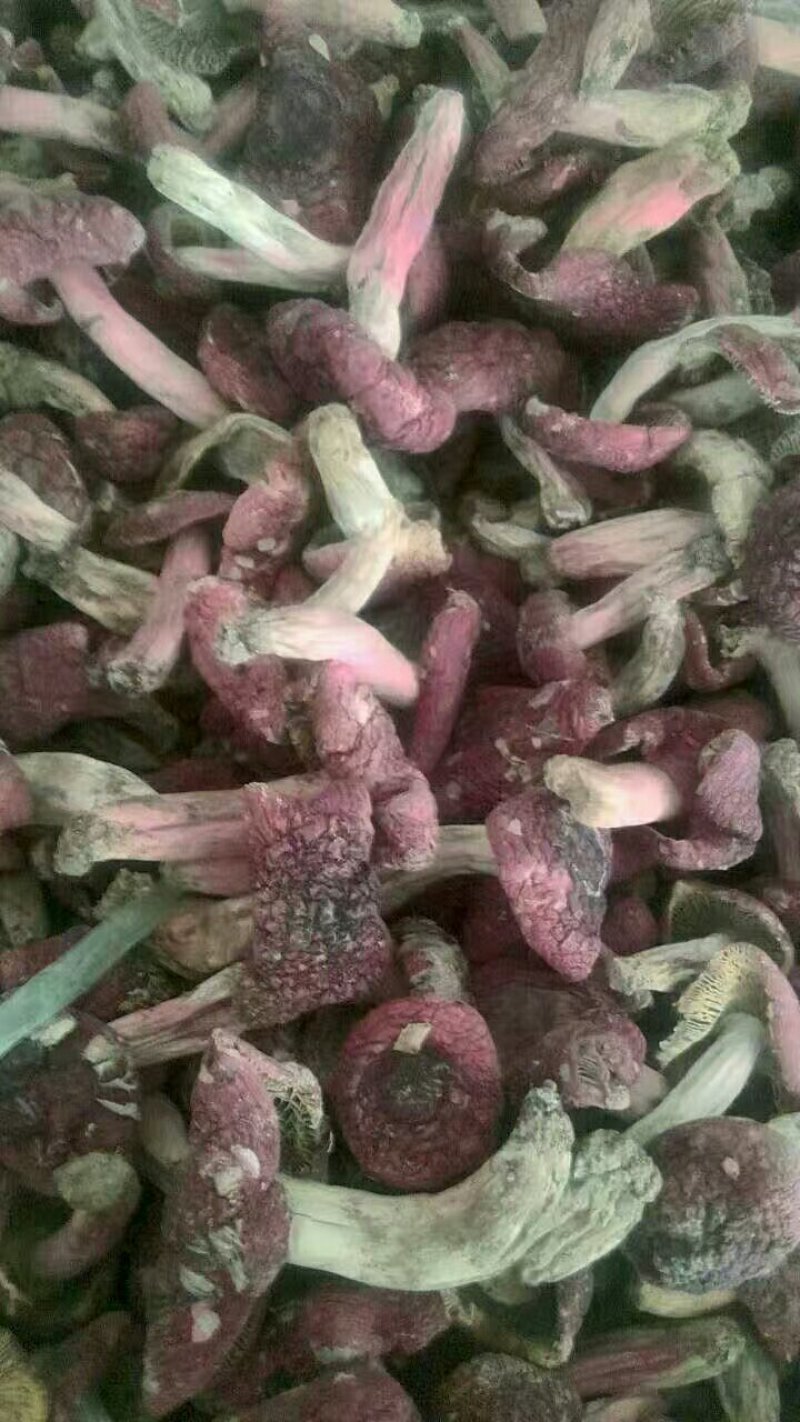 野生红菇