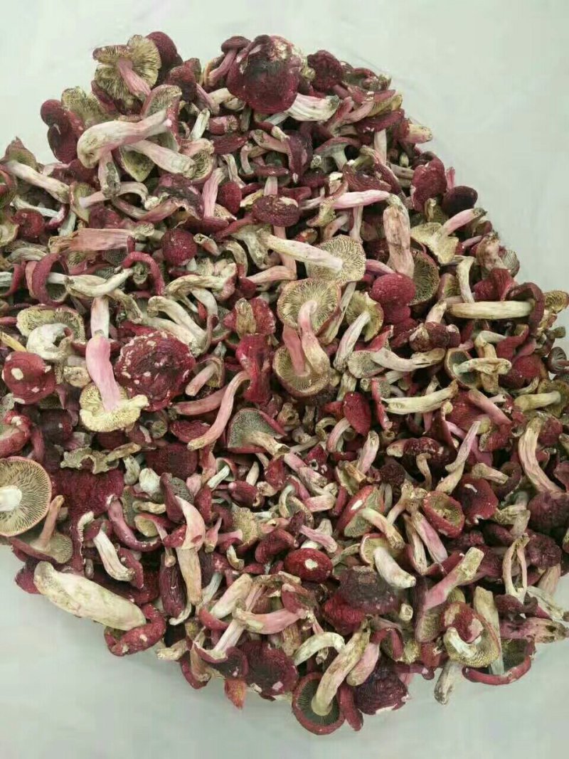 野生红菇
