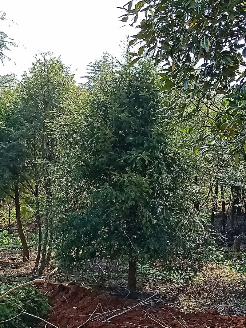 2---8公分红豆杉基地直供，价格绝对实惠