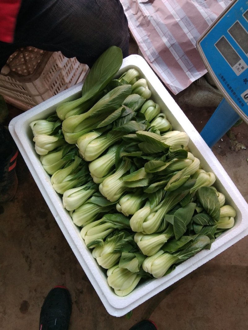 上海青产地直供