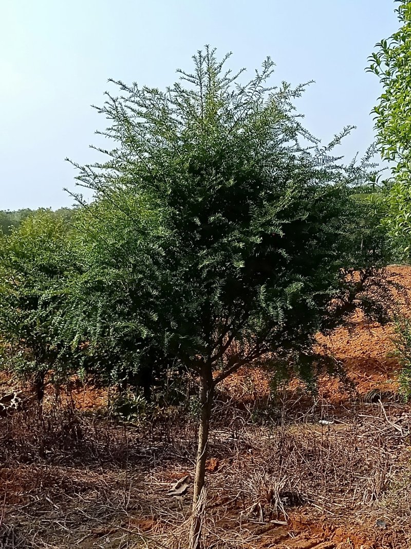 红豆杉2---8公分