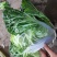 广西横县大白菜夏阳白菜京白菜小玲珑娃娃菜