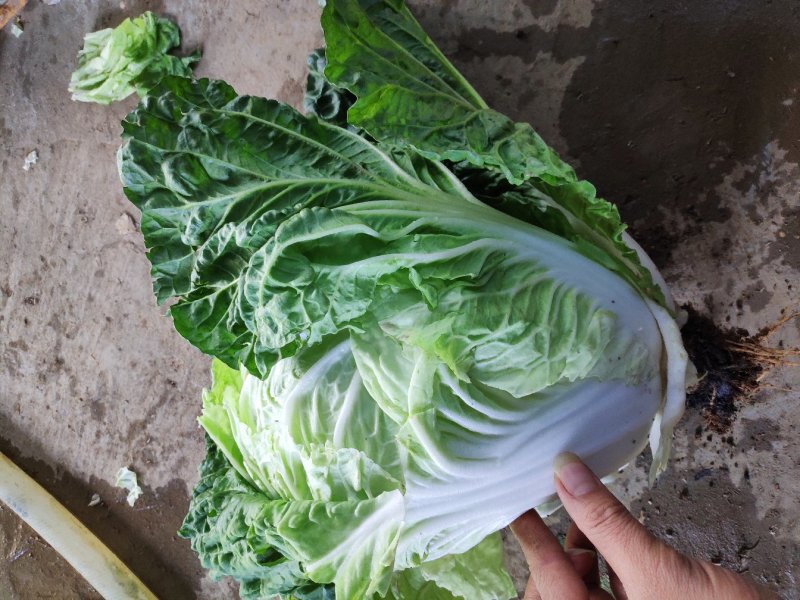 广西横县大白菜夏阳白菜京白菜小玲珑娃娃菜