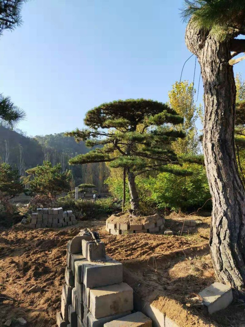 造型黑松，造型油松，包成活基地直供，包技术指导