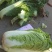 北京新三号白菜大量上市