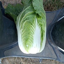 河北定州大量供应黄心白菜