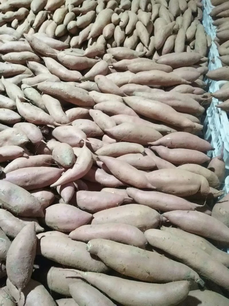 库存沙地龙九，大量出库