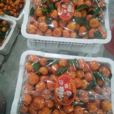 沙糖桔桂林砂糖橘广西沙糖桔，桂林永福，临桂
