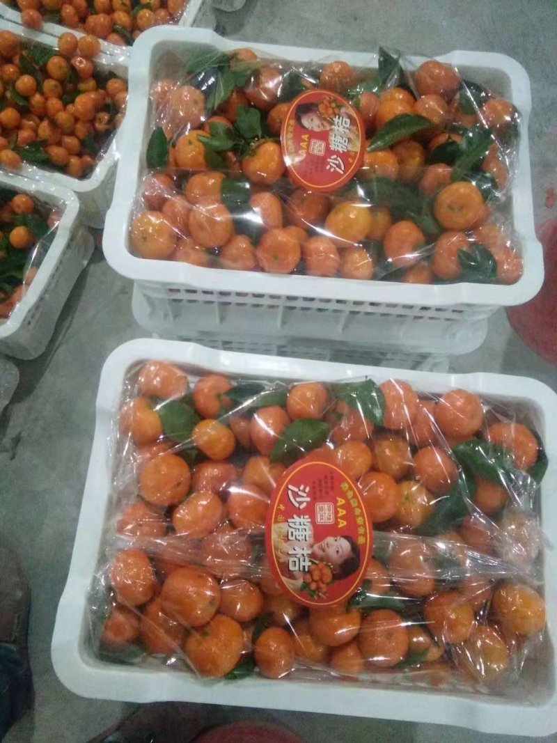 沙糖桔桂林砂糖橘广西沙糖桔，桂林永福，临桂