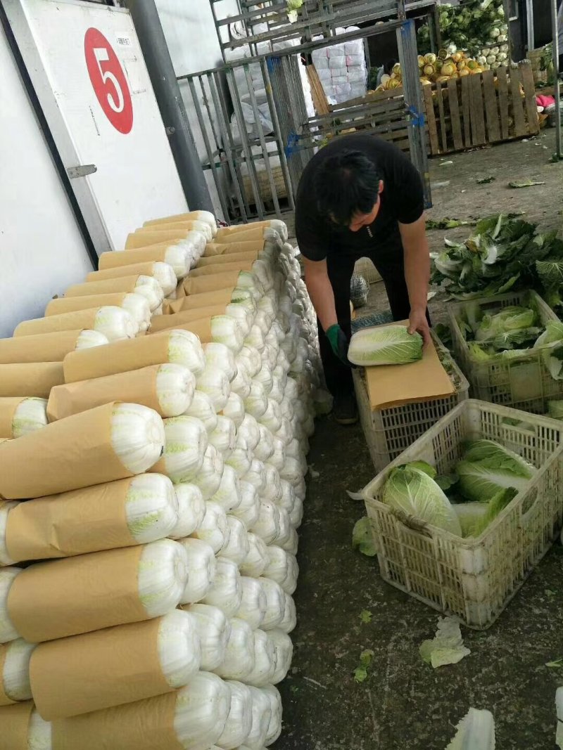 河北定州大白菜大量上市